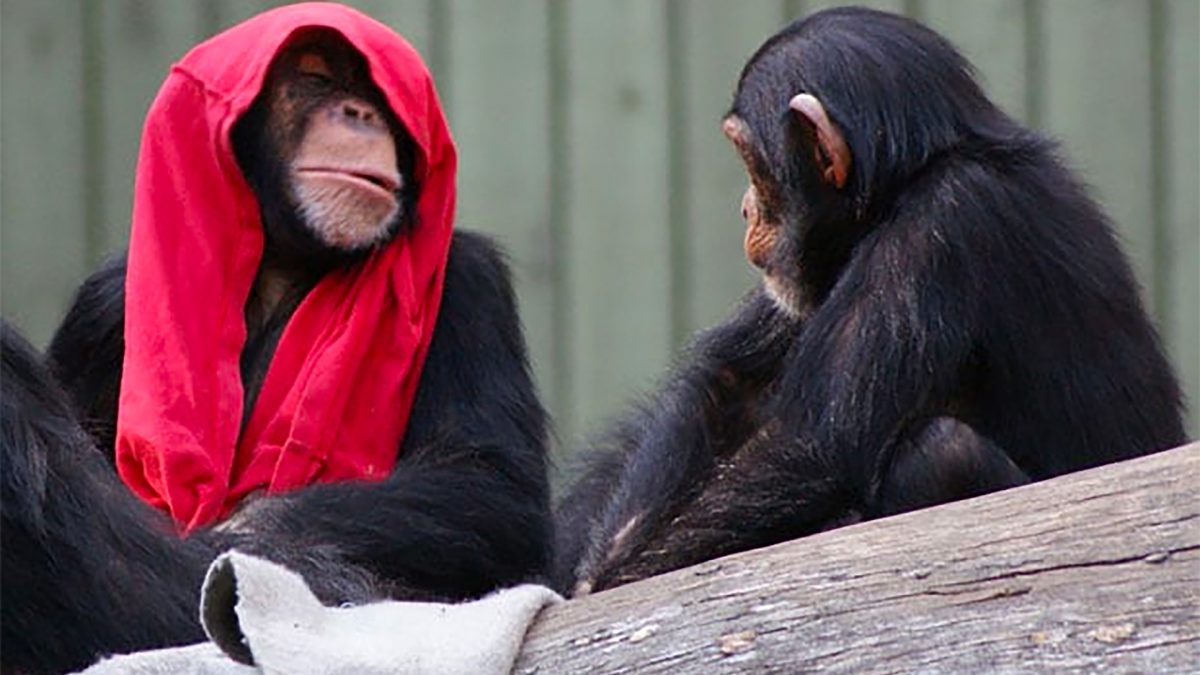 The chimp is dusting off his little red trousers