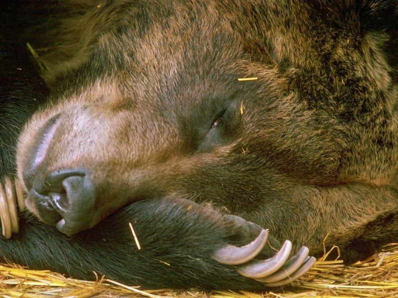 hibernating_bear_52744.jpg