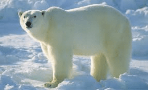 polar bear.png